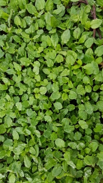 翠绿色草叶上露珠水滴特写