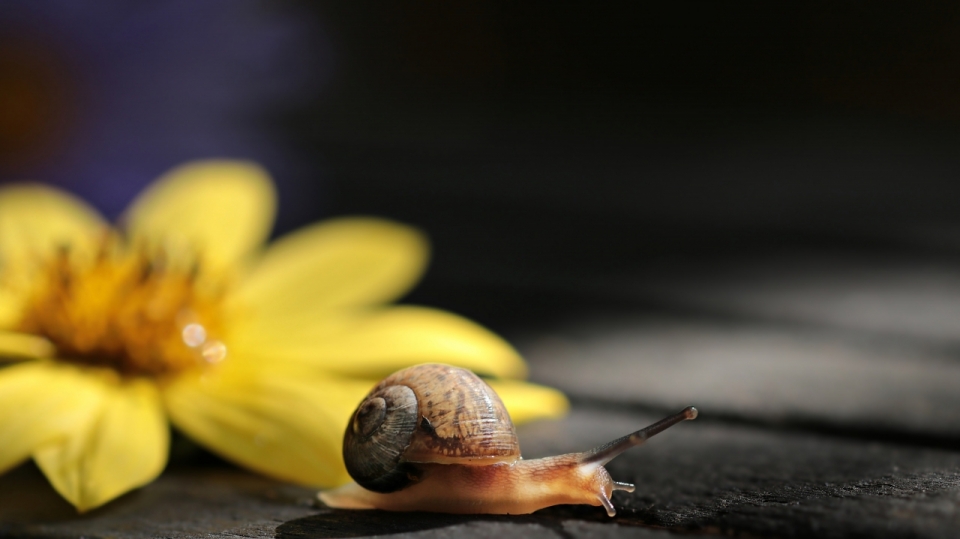 木桌上黄花旁的小蜗牛特写摄影