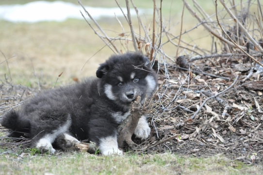 草地上枯树枝前黑色哈士奇汪星人