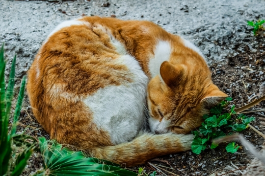 蜷缩屋外草地可爱橘猫特写