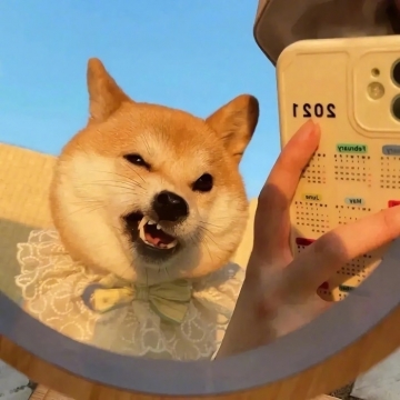 小猫小狗写真图片