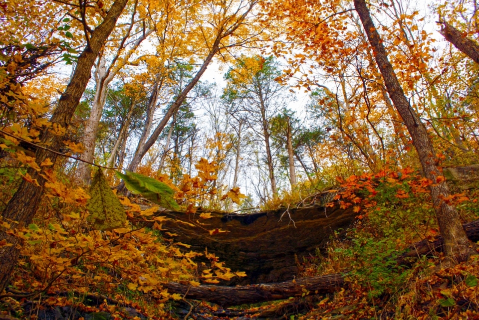 秋天树林树木黄色枯叶自然风景