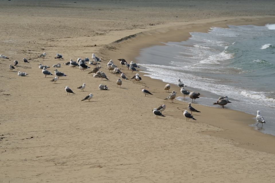 海边金黄沙滩降落海鸥鸟类动物