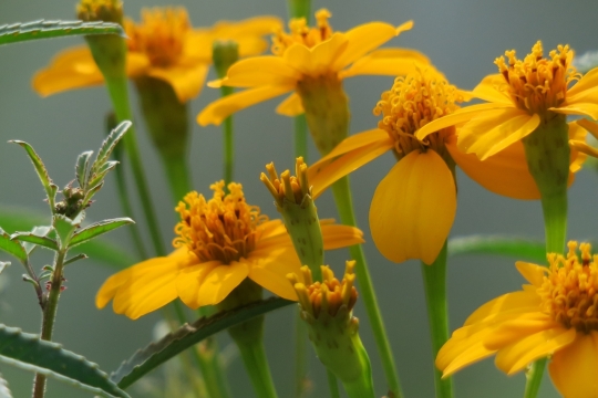 户外自然绿色叶子黄色花朵植物