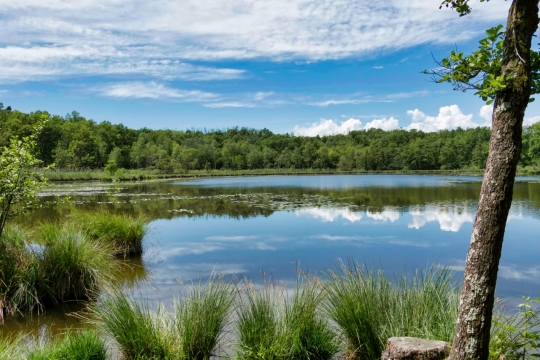 丛林间天然湖泊平静水面风光