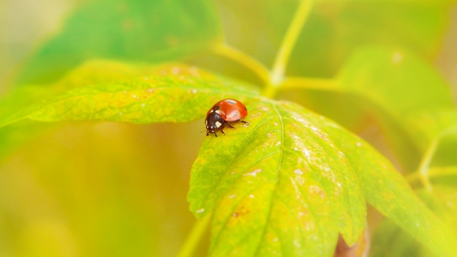 瓢虫自然风光优美风景秀丽高清桌面壁纸