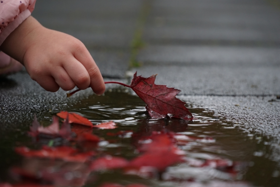 雨后道路上拿着红色枫叶的小手