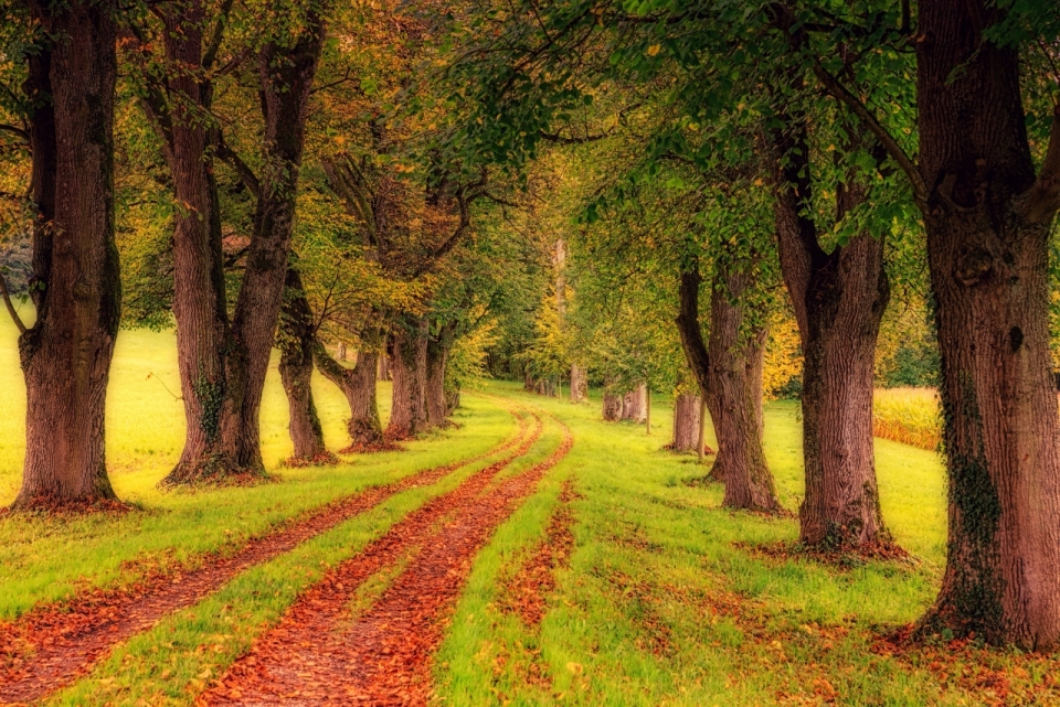 秋季树林火红色树叶步道风景特写
