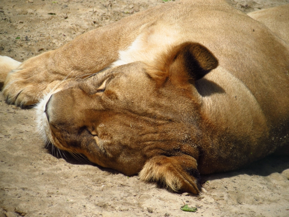 躺在石头上侧身睡着的母狮