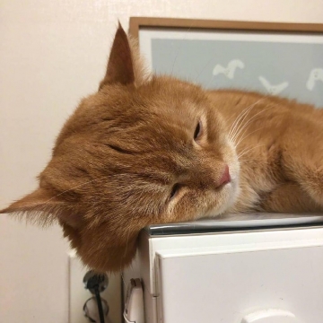 橘猫一天的生活写真图片