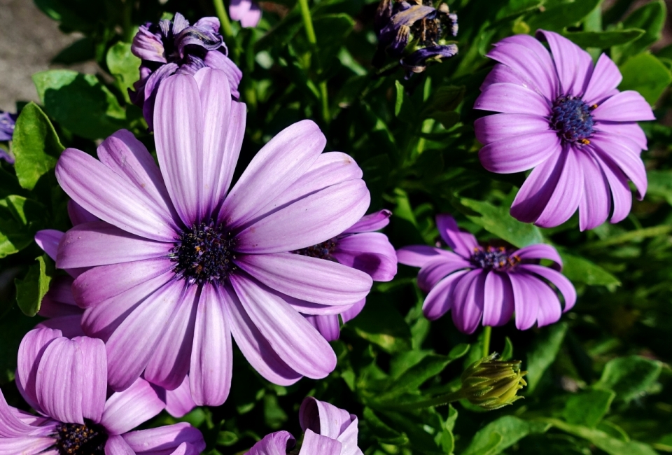 户外自然紫色花朵绿色叶子植物