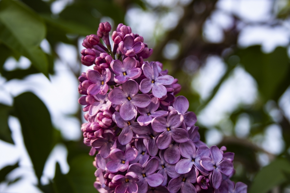 虚化背景户外自然紫色花朵植物