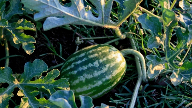 农田西瓜地里的大西瓜高清桌面壁纸