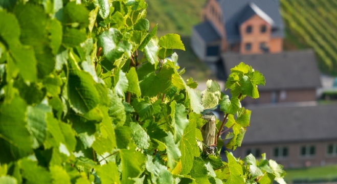 清新绿色护眼高清葡萄园风景桌面壁纸