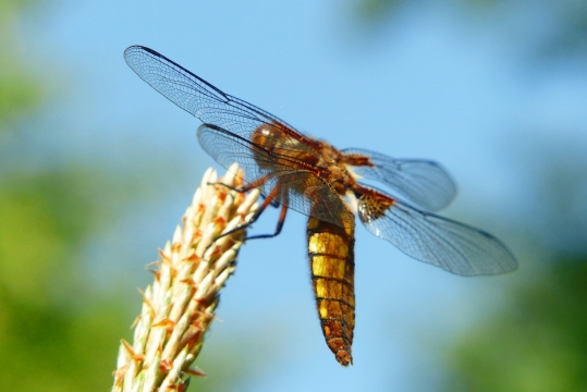 微距阳光户外白色自然植物上蜻蜓昆虫