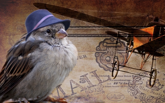 老式飞机设计图和戴帽子的麻雀