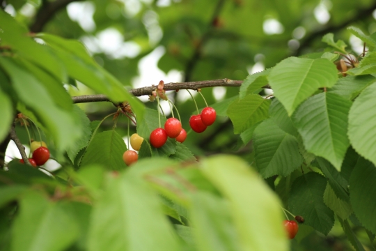 虚化背景树木树枝上绿色叶子红色樱桃果实