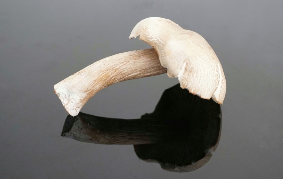 室内黑色玻璃桌面新鲜白色蘑菇