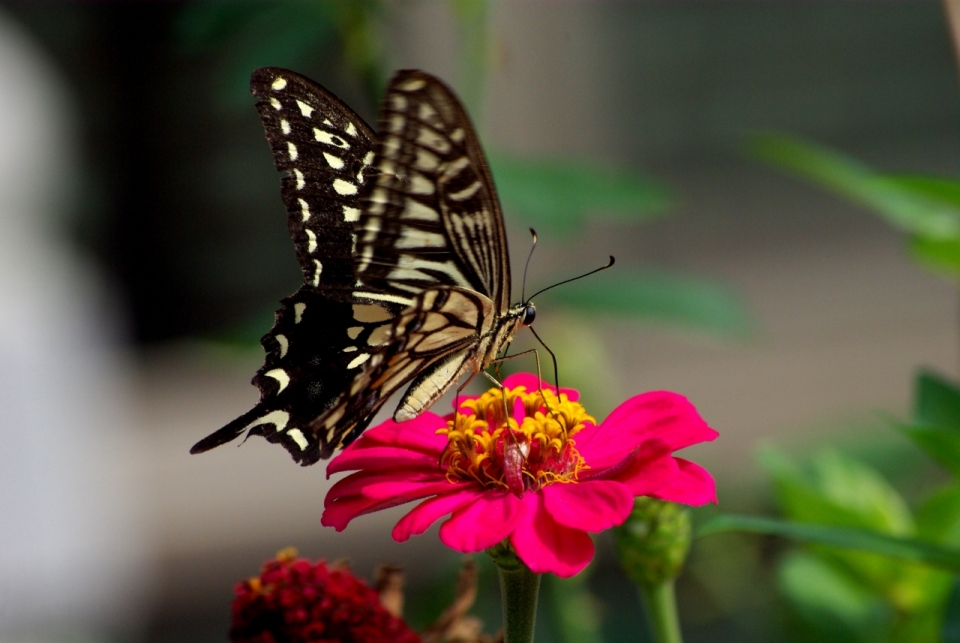 虚化背景自然花园采蜜美丽蝴蝶昆虫