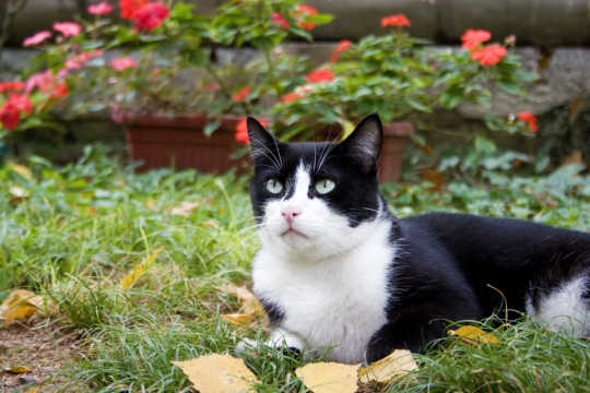 虚化背景自然户外花朵植物前黑白宠物猫