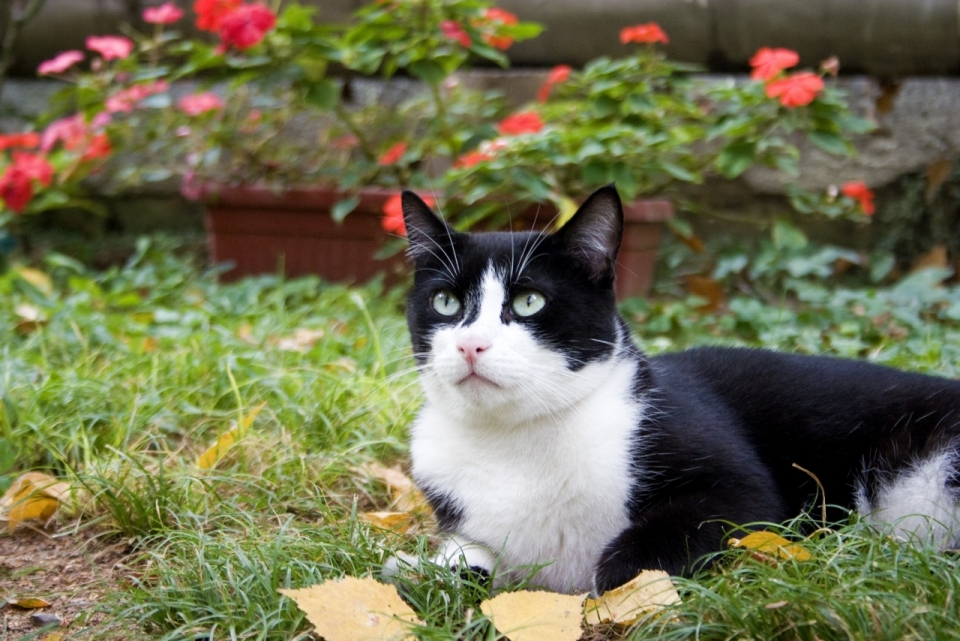 虚化背景自然户外花朵植物前黑白宠物猫