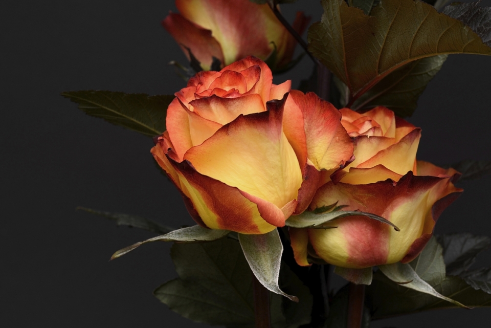 浪漫黑色背景橙色玫瑰花朵自然植物
