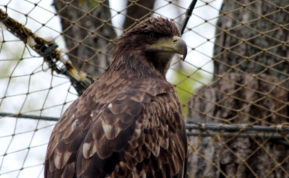 动物园铁丝网围绕老鹰鸟类动物