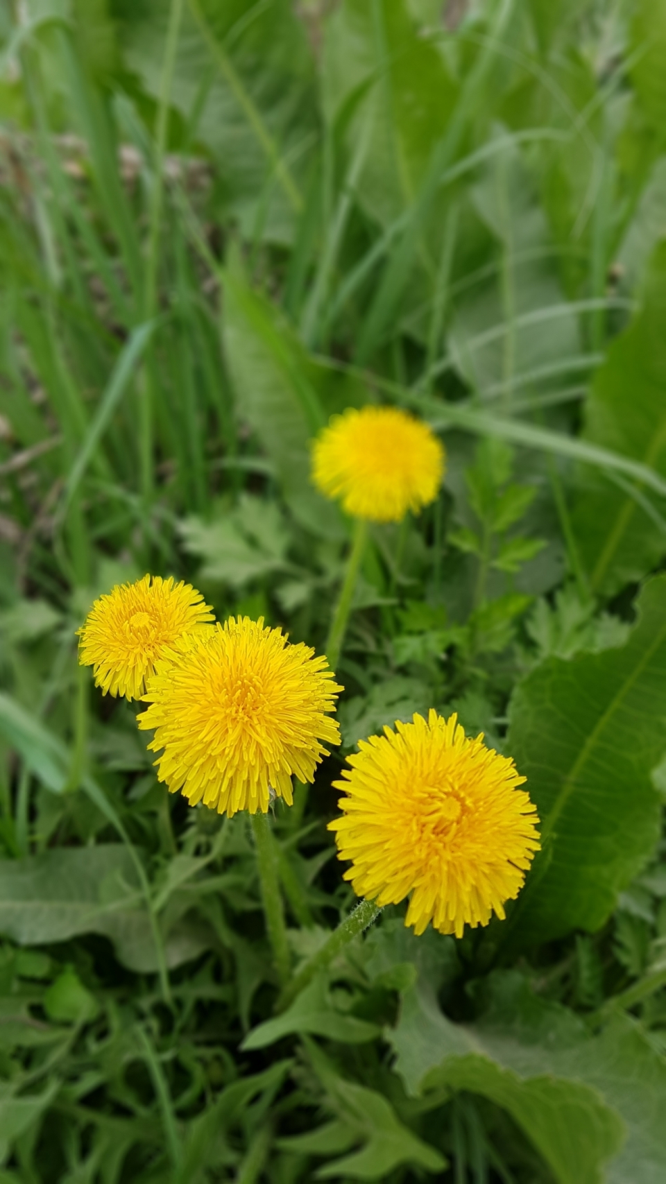 草丛中盛开的黄色菊花