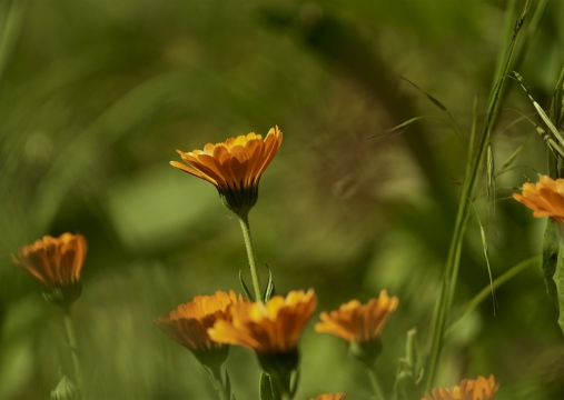 虚化背景户外自然黄色花朵植物