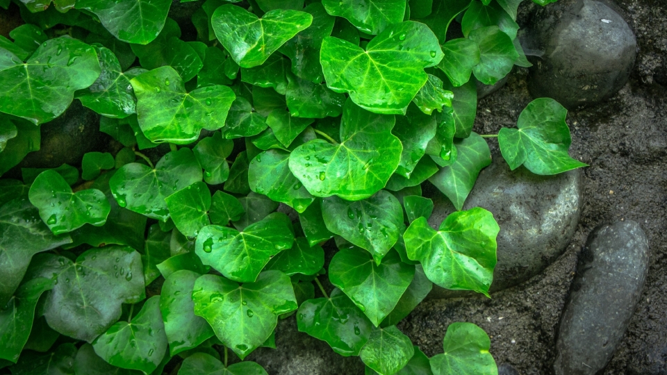 绿色植物常春藤自然风光优美风景高清桌面壁纸