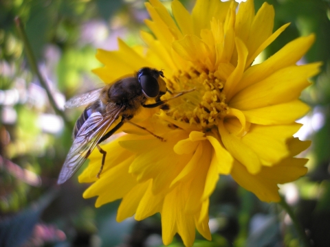 微距摄影_虚化背景夏天户外黄色花朵自然植物上蜜蜂