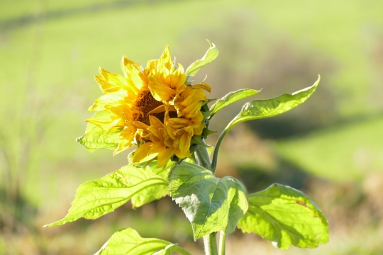 阳光照耀下金黄色美丽花朵特写