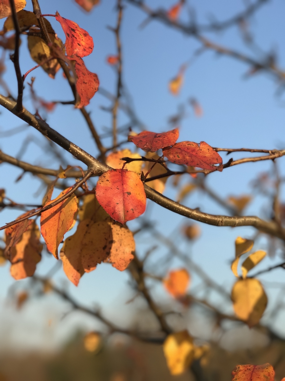 秋天户外自然树木树枝红色树叶