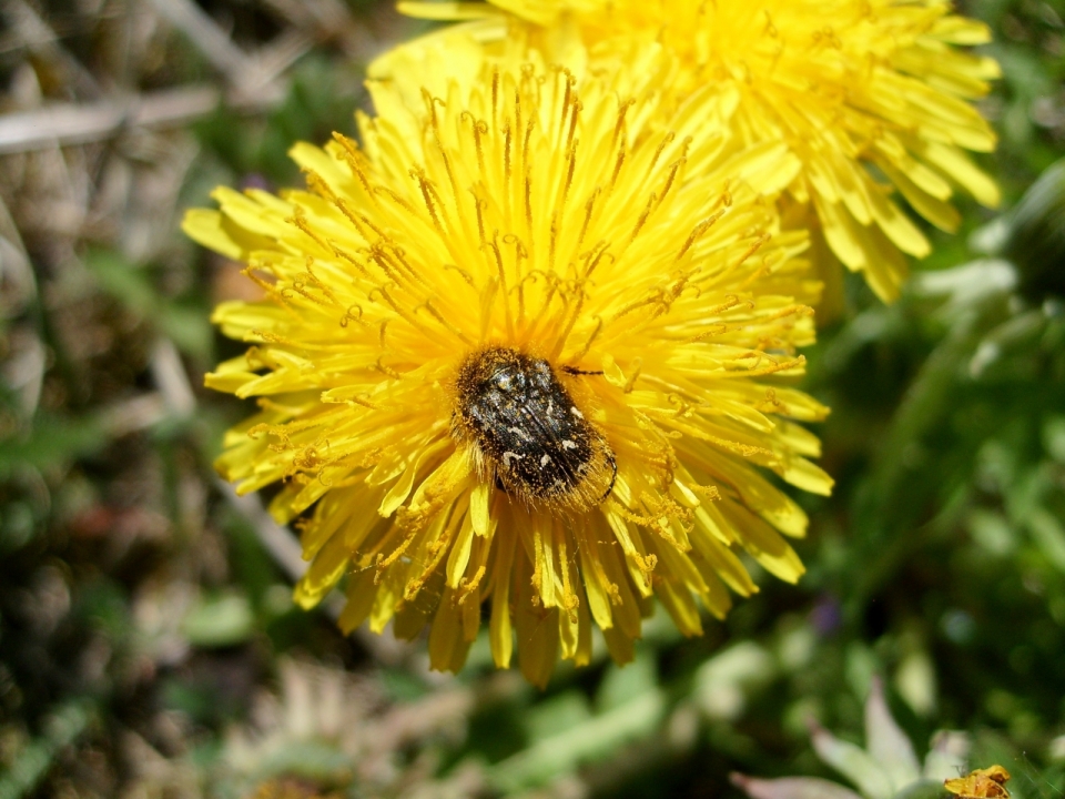 阳光下正在菊花上吸食花粉的虫子