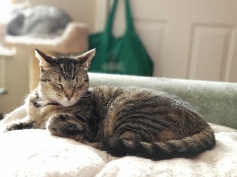 阳光室内床铺上可爱花色宠物猫