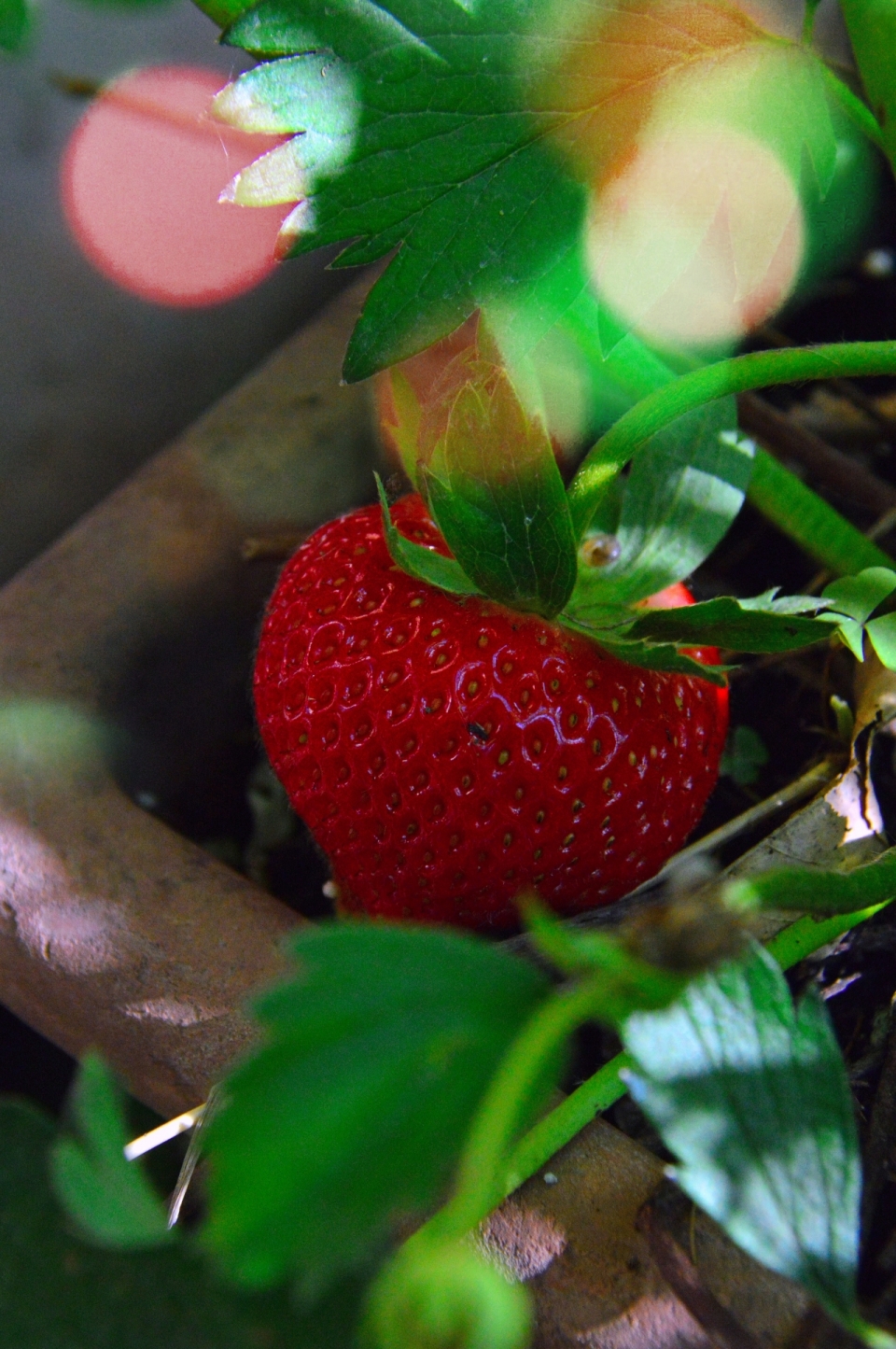 阳光户外绿色藤蔓新鲜美味健康草莓果实
