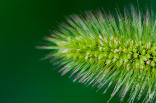 绿色狗尾巴草植物模糊特写摄影
