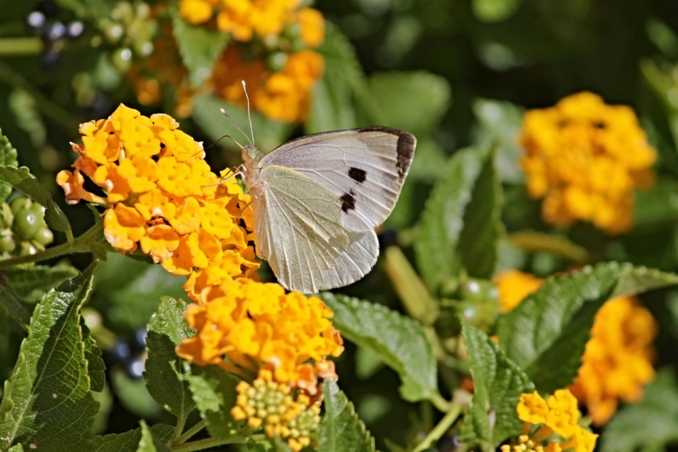 阳光下半透明翅膀的蝴蝶在黄色花朵上