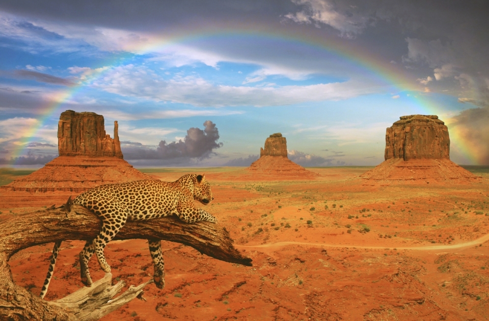 彩虹下沙漠戈壁枯树上的豹子