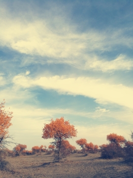 塔克拉玛干沙漠下午杨树树林