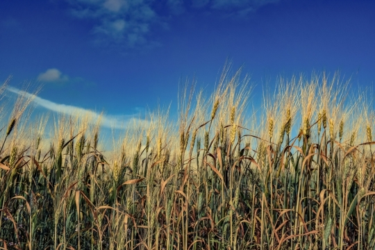 乡间农田金色麦穗微风摇曳美景