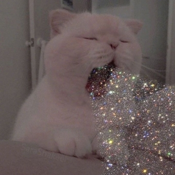 唯美可爱幸运猫咪图片