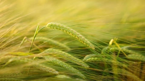 农田麦子成熟过程自然风光优美风景高清桌面壁纸