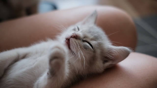 睡觉的小猫可爱高清桌面壁纸