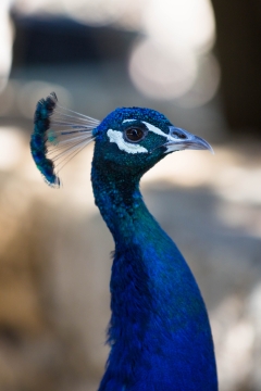 虚化背景彩色雄性野生孔雀