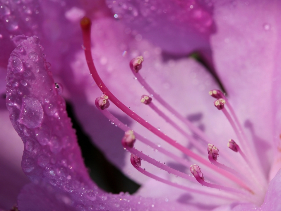 户外自然紫色花朵植物花蕊特写