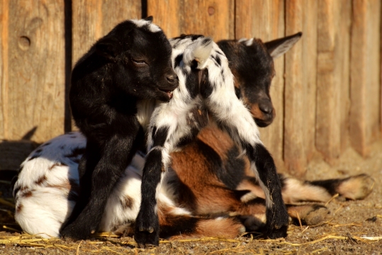 阳光户外木制墙壁前野生小羊