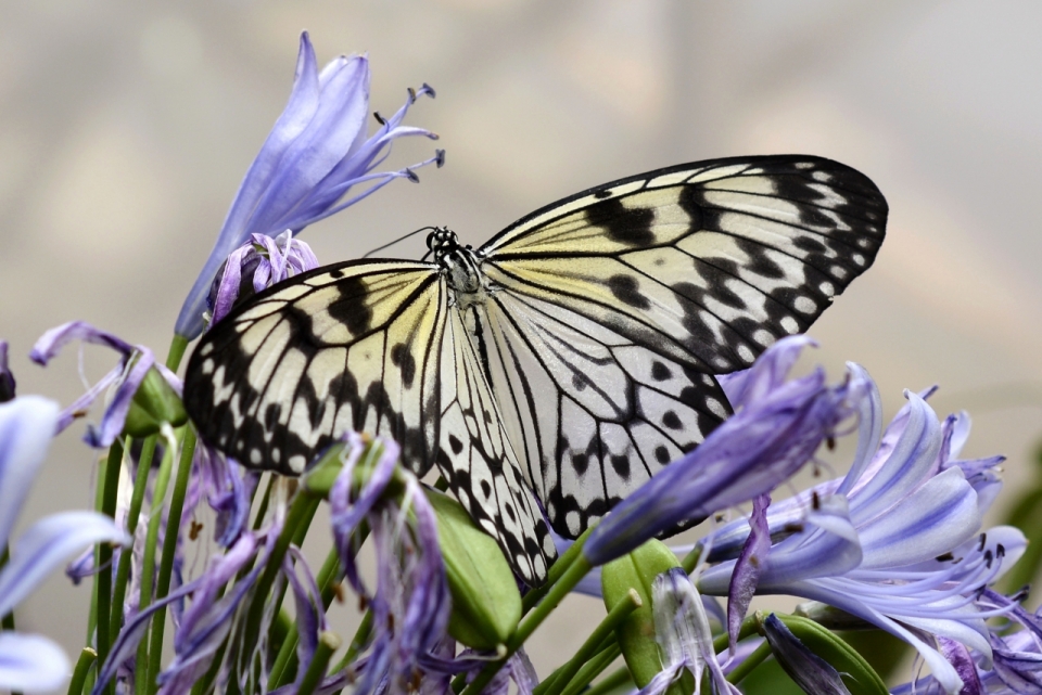 在紫色花丛中的大白斑蝶昆虫摄影