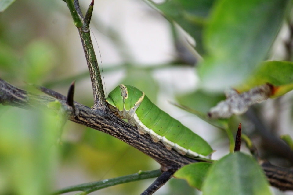 绿色毛毛虫树枝枝头昆虫摄影