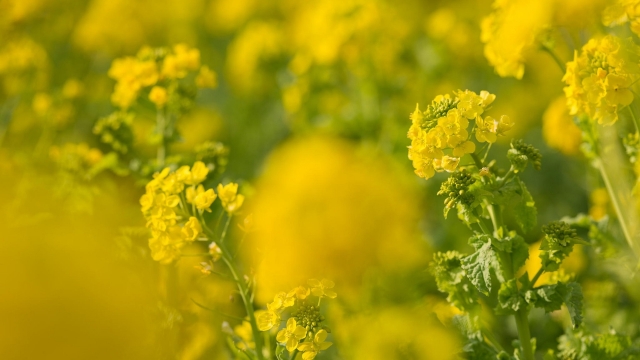 清新绿色护眼高清桌面壁纸